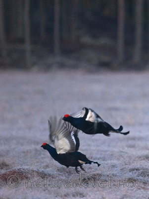 BB 08 0101 / Tetrao tetrix / Orrfugl